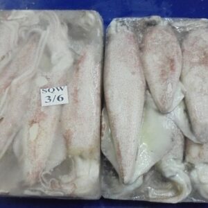 Squid (whole)